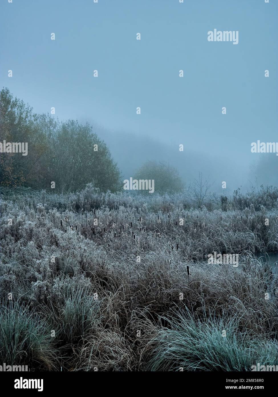 Winterankunft im Vereinigten Königreich: Am See rauscht und Schilf schweigt, während der kalte Schnapper und Nebel die vertraute Landschaft in einen ätherischen, liminalen Raum verwandelt. Stockfoto