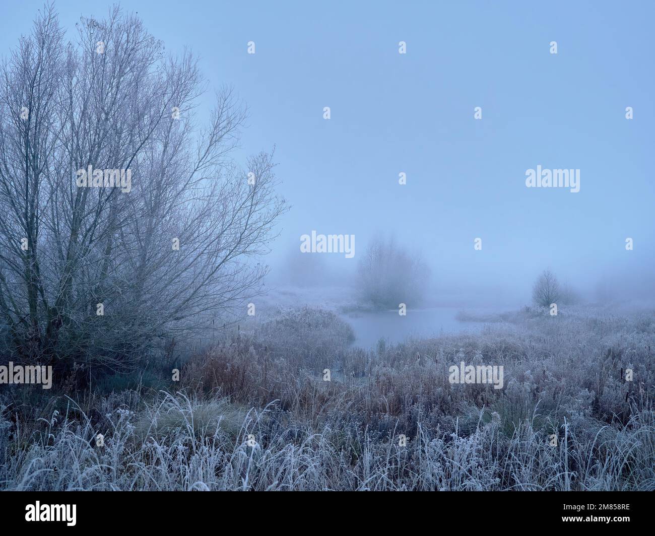 Die Ankunft des Winters im Vereinigten Königreich mit dem kalten Schnaps und Nebel verwandelt die vertraute Waldlandschaft am See in einen traumhaften, liminalen Raum. Stockfoto