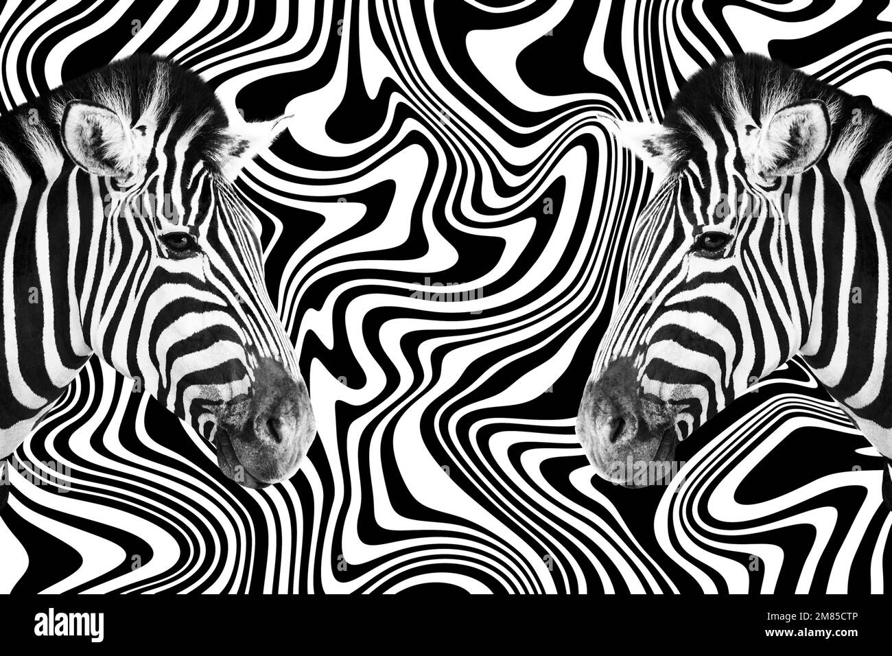 Details des Kopfes eines Zebras über einem abstrakten schwarz-weißen Hintergrund. Stockfoto