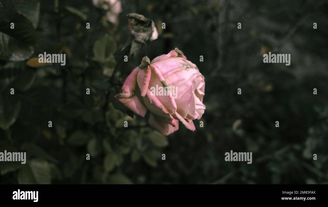 Eine fast verwelkte rosa Rose im Herbst. Stockfoto