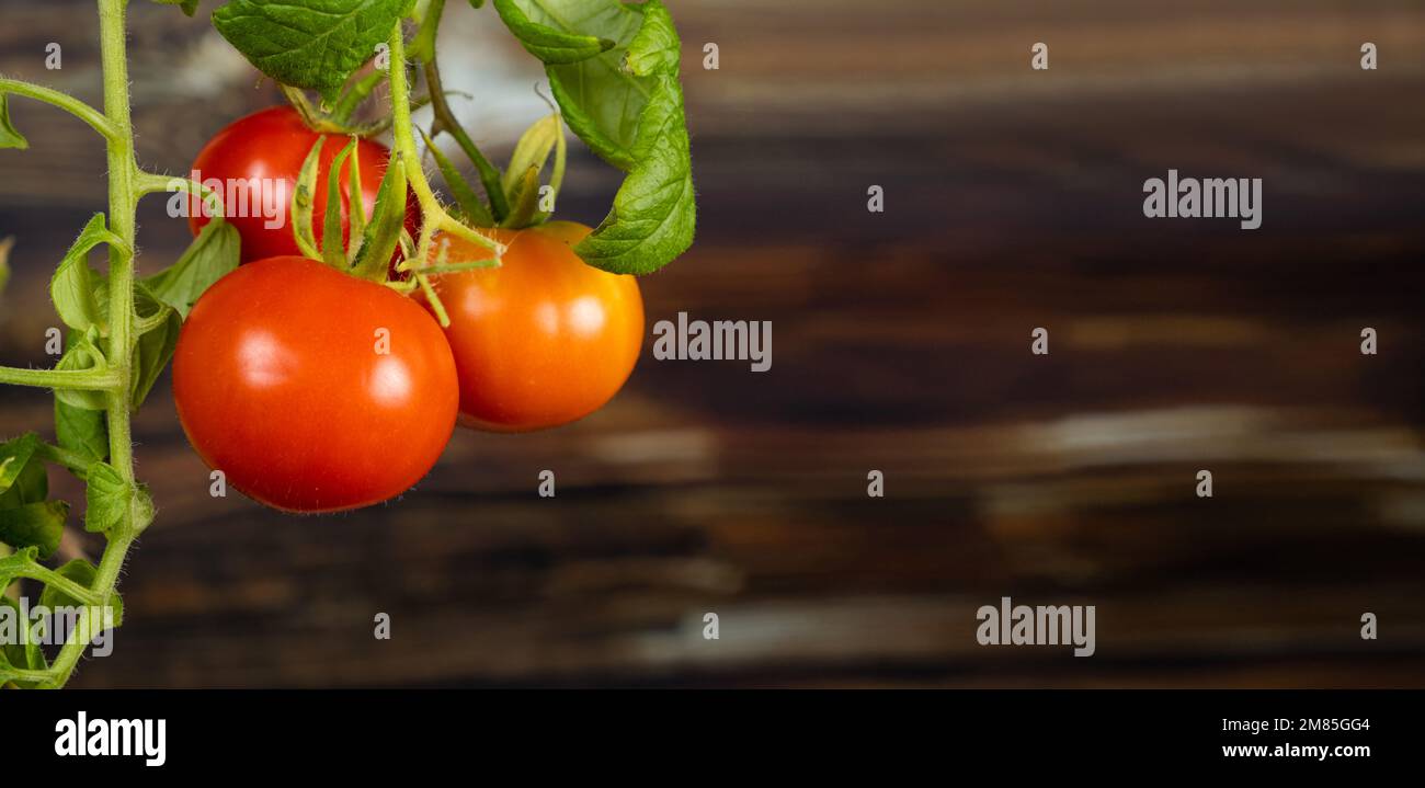 Reife Kirschtomaten auf einem Ast auf Holzhintergrund. Tomaten zu Hause anbauen. Stockfoto
