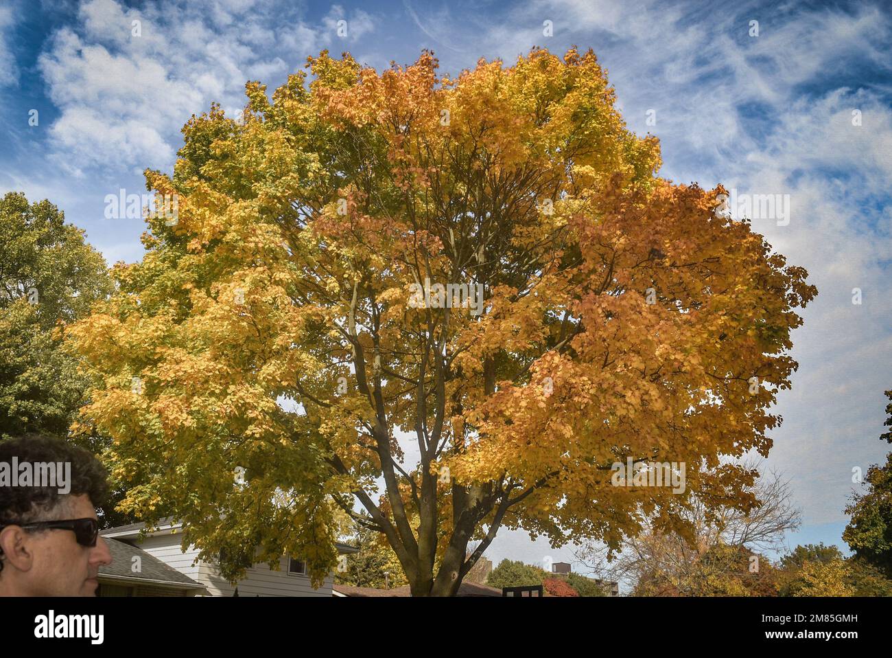 Ein Ahornbaum, der im Herbst unter blauem Himmel seine Farbe wechselt Stockfoto