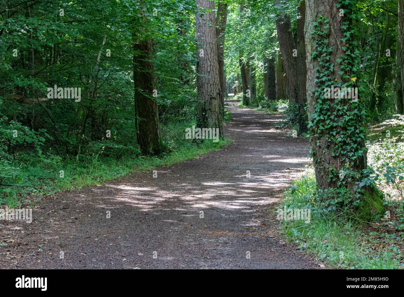Sommer, baumgesäumter Blick auf den beliebten Tarka Trail in der Nähe von Meeth - Blick in Richtung Great Torrington Stockfoto Sommer, baumgesäumter Blick auf den beliebten Tarka Trail in der Nähe von Meeth - Blick in Richtung Great Torrington Stockfoto