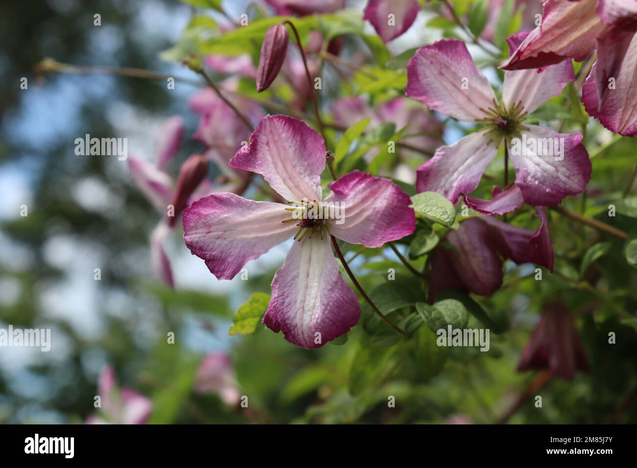 Die wunderschönen Sommerblumen der Kletterpflanze Clematis viticella „Minuet“. Eine Ansammlung weißer und rosafarbener Blüten mit einem Kopierbereich auf der linken Seite. Stockfoto