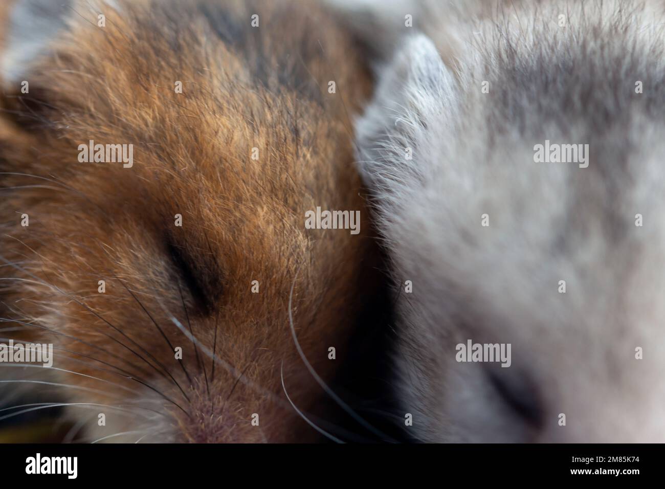 Nahaufnahme der schlafenden Hamster, Hamsterfreundschaft, Hamsterliebe Stockfoto