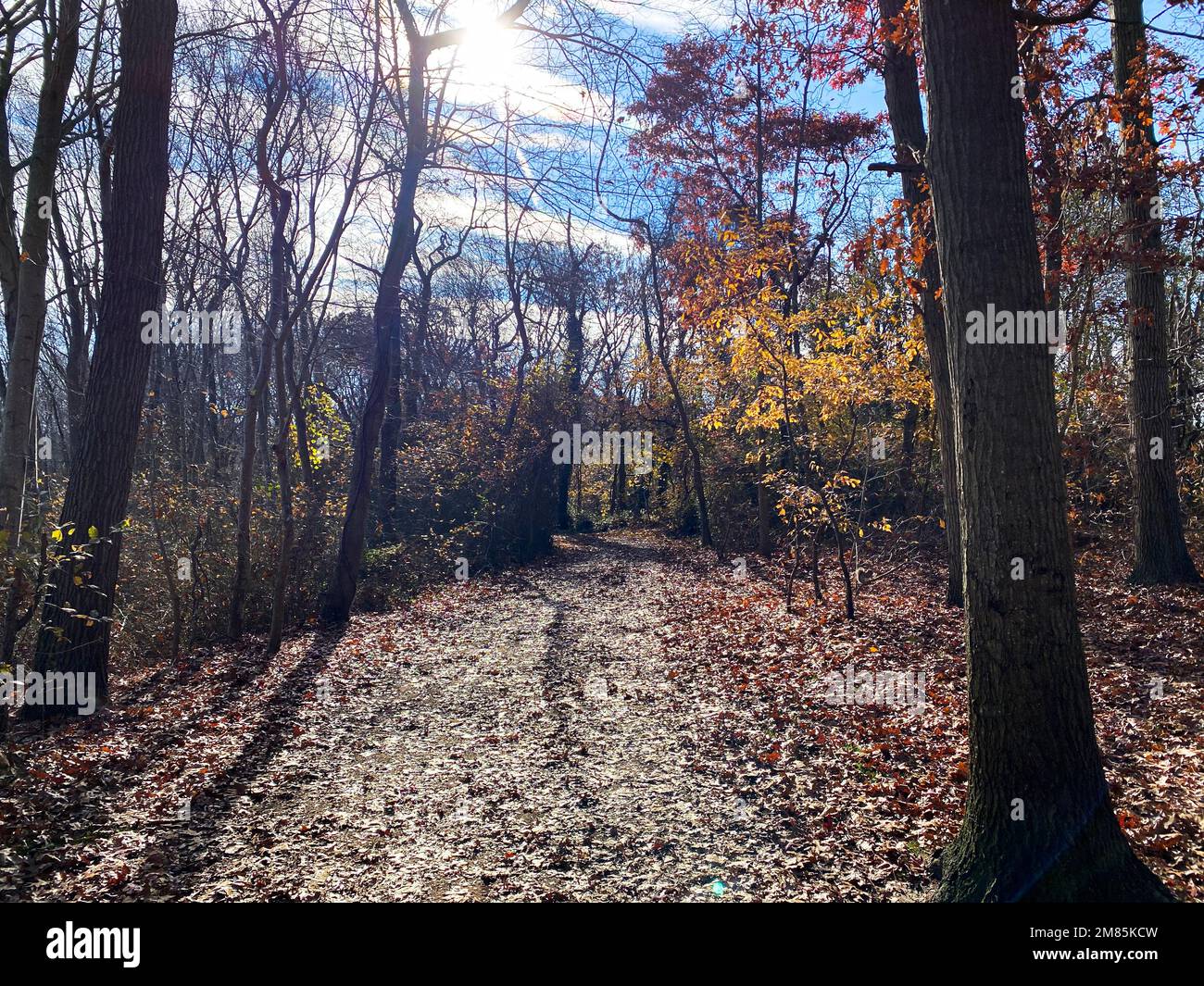Ein unbefestigter Pfad in den Wäldern des Southates Pond Park, der Anfang Dezember mit Laub bedeckt war und in Richtung Belmont Lake State Park auf Long Island blickt Stockfoto