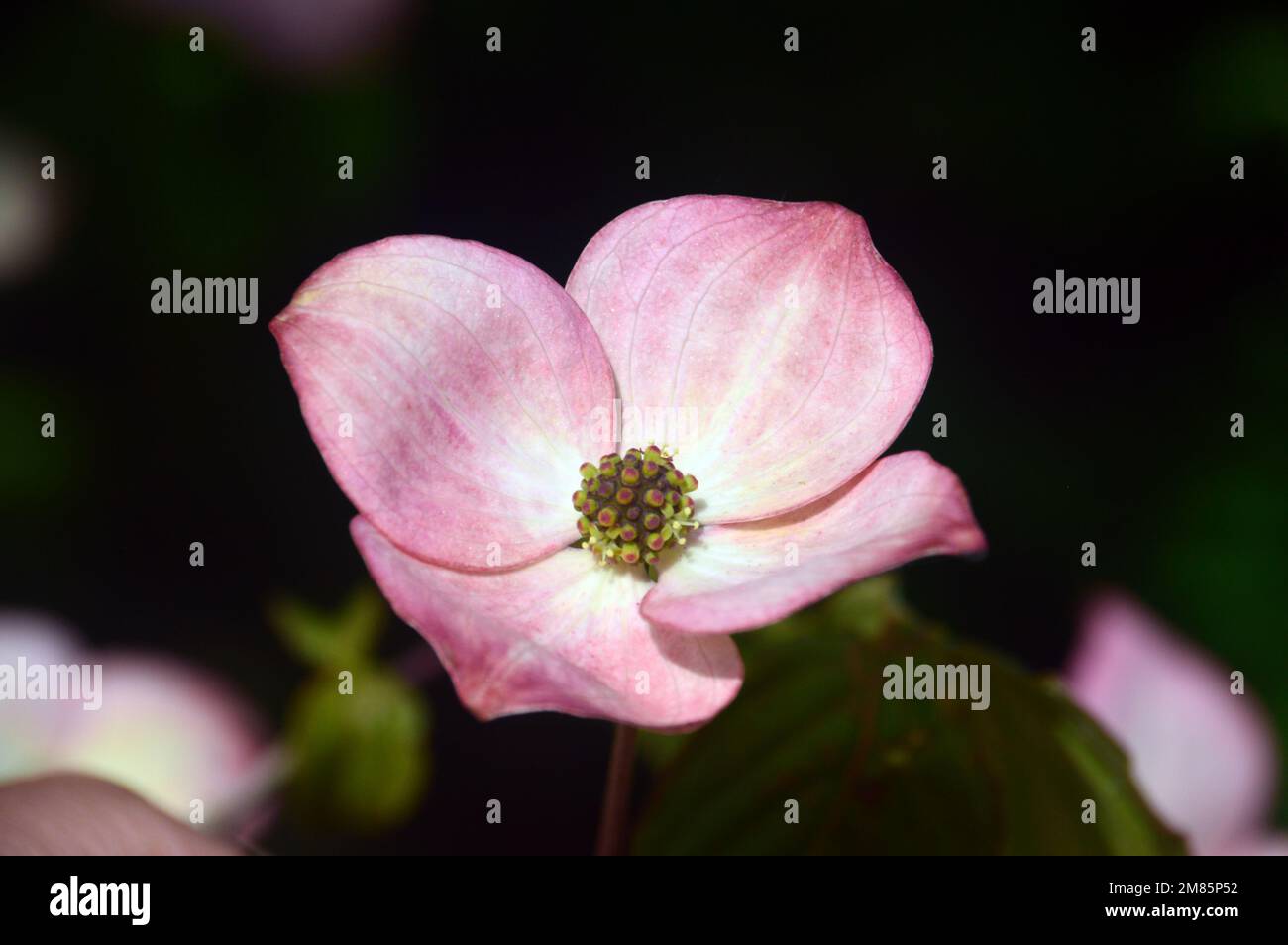Einzelne blassrosa Cornus Kousa „Miss Satomi“ (japanisches Dogwood)-Blume auf der RHS Garden Bridgewater, Worsley, Greater Manchester, Großbritannien. Stockfoto