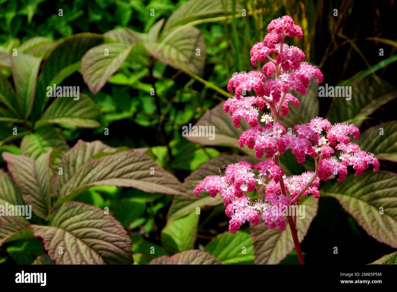 Leuchtend rosafarbene Rodgersia Pinnata „Chocolate Wing“-Blumen im RHS Garden Bridgewater, Worsley, Greater Manchester, Großbritannien. Stockfoto