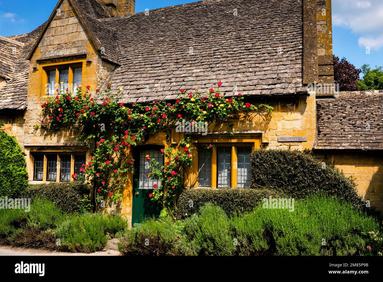 Espadrille-Rosen umgeben ein Cotswold-Steinhaus mit Pfosten und bleihaltigen Fenstern in Stanton, England. Stockfoto