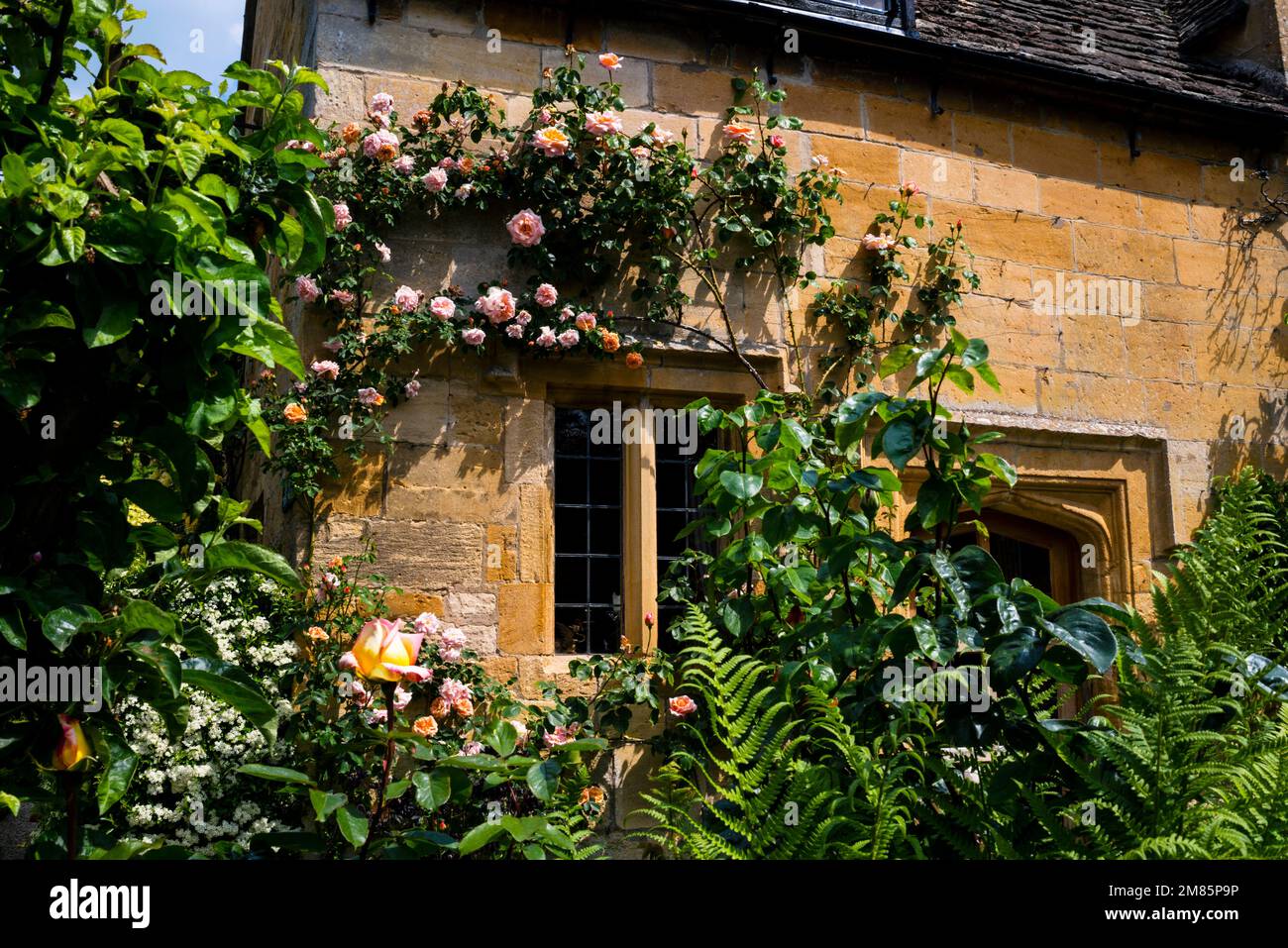 Spitz gewölbter Eingang und Fensterpfosten auf einem honigfarbenen Cotswold Steinhaus in Stanton, England. Stockfoto