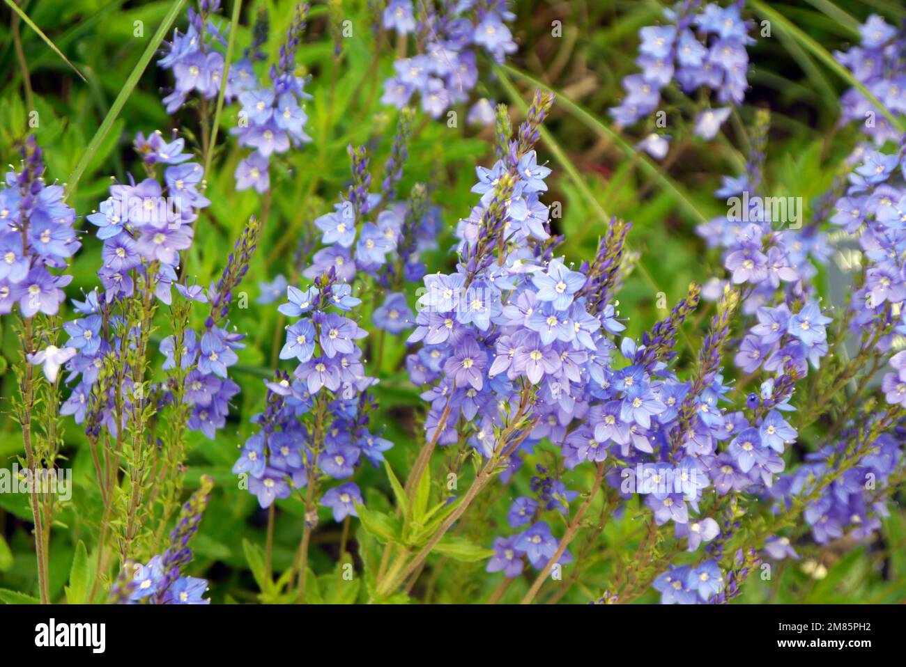 Hellblaue Veronica Austriaca „Crater Lake Blue“ (Säbelblatt-Speedwell) Blumen im RHS Garden Bridgewater, Worsley, Greater Manchester, Großbritannien. Stockfoto