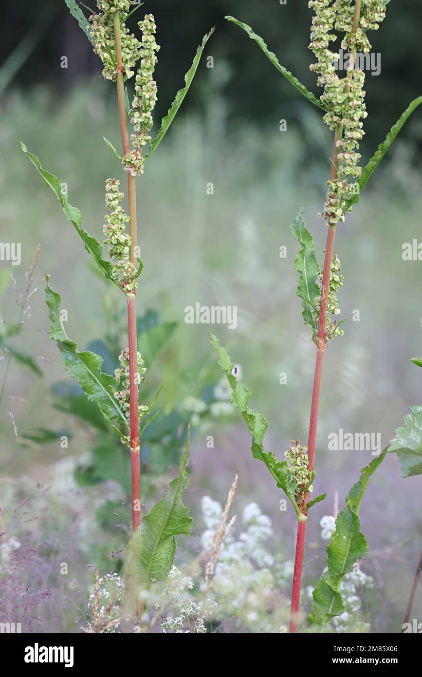 Northern Dock, Rumex longifolius, auch bekannt als Dooryard Dock, Wildpflanze aus Finnland Stockfoto