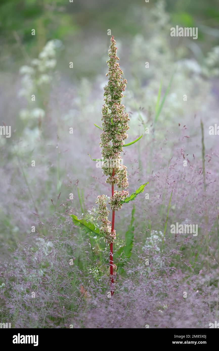 Northern Dock, Rumex longifolius, auch bekannt als Dooryard Dock, Wildpflanze aus Finnland Stockfoto