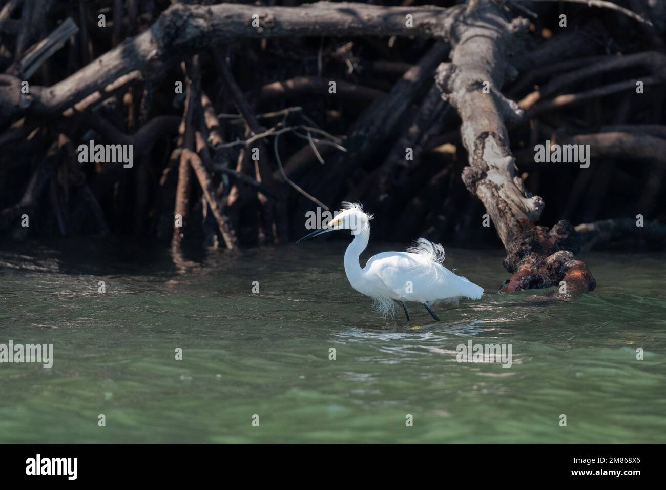 Ein Snowy Egret (Egretta thula), der in der Nähe der Mangrovenwurzeln an den Florida Keys, USA, weht. Stockfoto