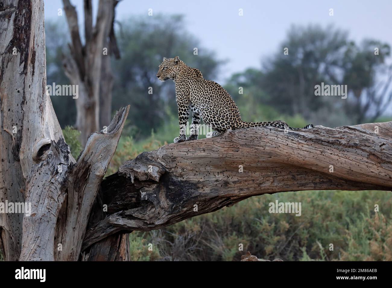 Ein Leopard sitzt auf einem dicken Ast/Stamm. Er ist kurz davor, abends auf die Jagd zu gehen - Kenia, Samburu National Reserve Stockfoto