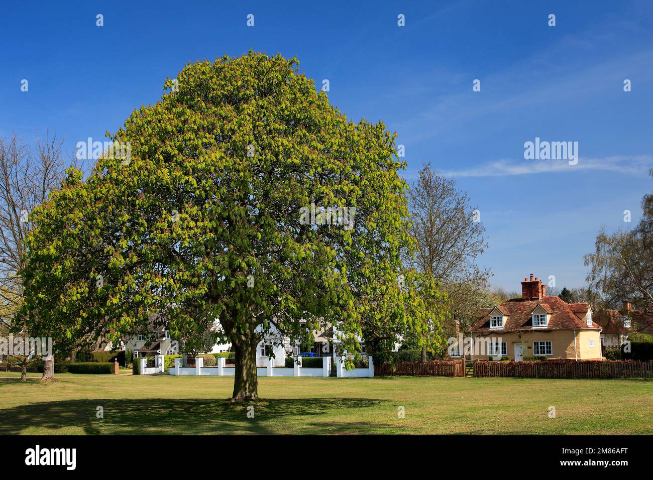 Rosskastanie Baum auf dem Dorfplatz grün, Ickwell Dorf, Bedfordshire, England, UK Stockfoto