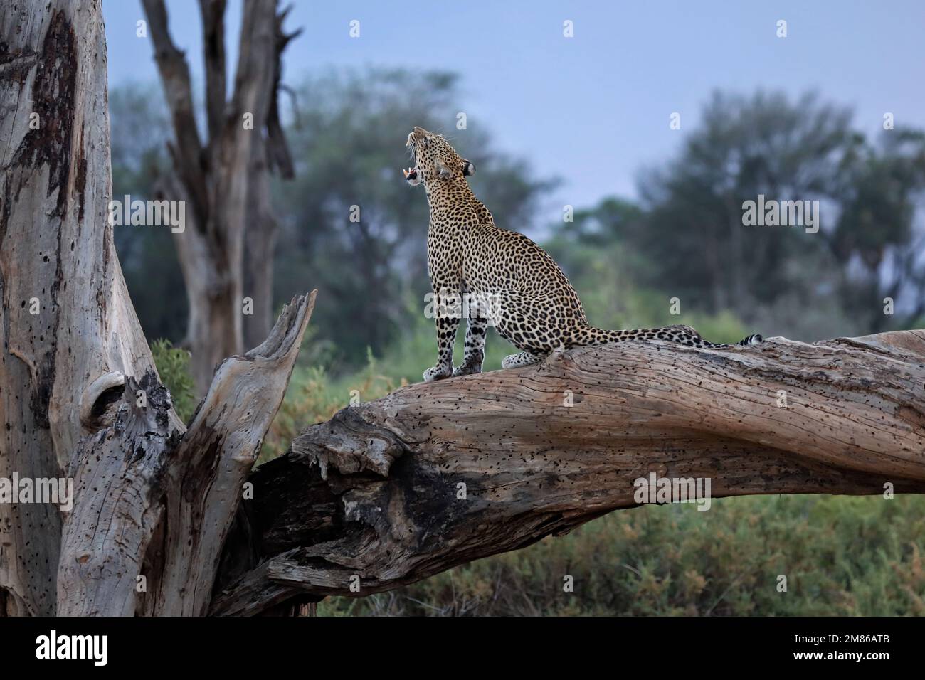 Ein Leopard sitzt auf einem dicken Ast/Stamm und gähnt. Er ist kurz davor, abends auf die Jagd zu gehen - Kenia, Samburu National Reserve Stockfoto