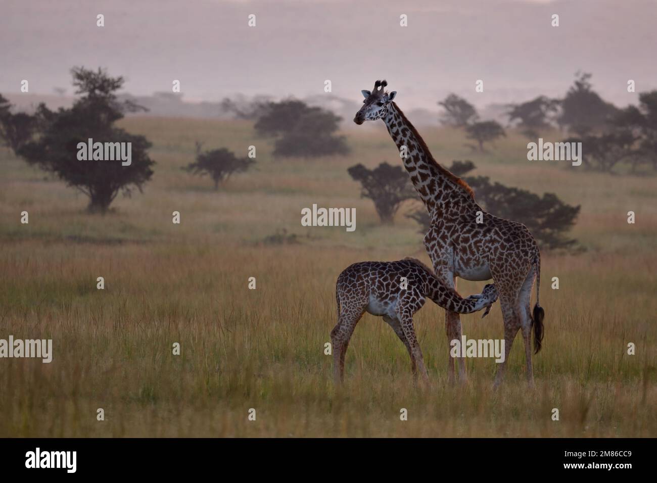 Mutter Giraffe mit ihrem neugeborenen Baby, die kleine saugt am Euter der Mutter, gute Laune - Kenia, Masai Mara, Olare Motorogi Conservancy Stockfoto