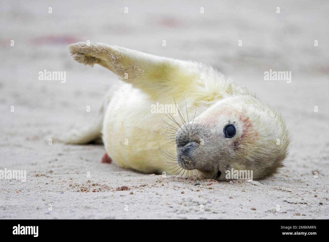 Graue Robbe/graue Robbe (Halichoerus grypus) Porträt eines süßen neugeborenen Welpen, das im Winter an einem Sandstrand entlang der Nordseeküste liegt Stockfoto