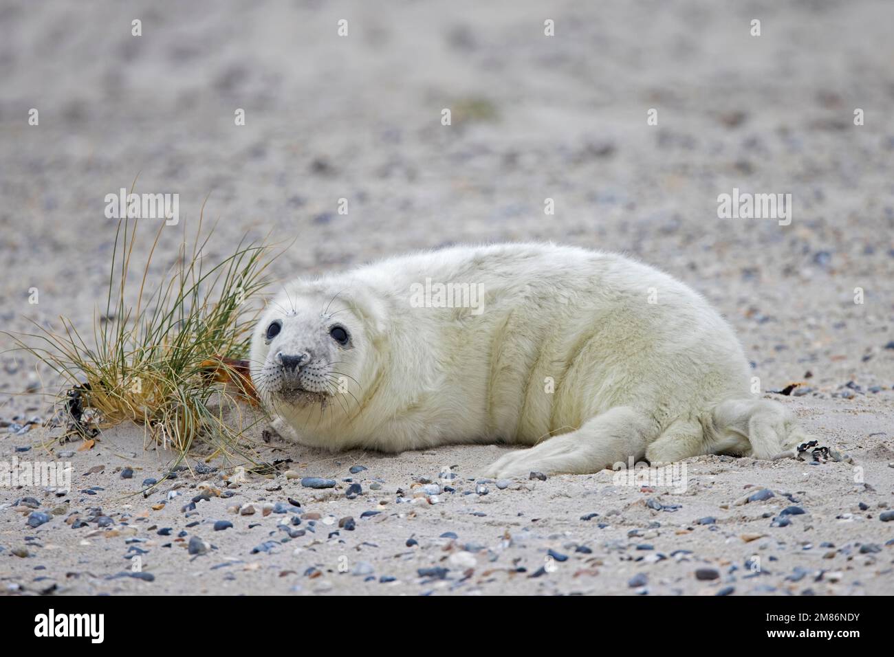 Graue Robbe/graue Robbe (Halichoerus grypus) Porträt eines süßen neugeborenen Welpen, das im Winter an einem Sandstrand entlang der Nordseeküste liegt Stockfoto