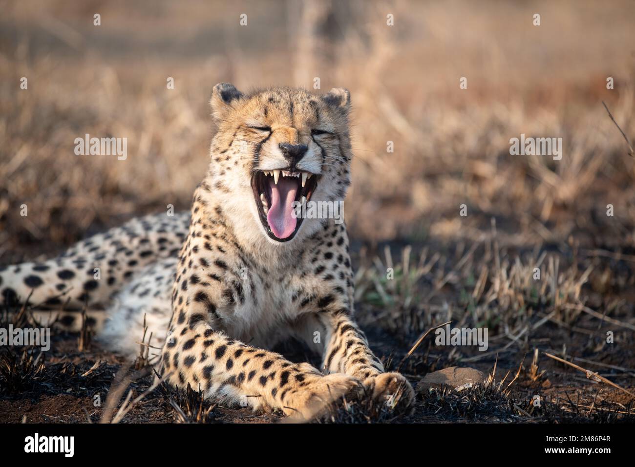 Gepard gähnt beim Aufwachen aus dem Schlaf, während er in Südafrika auf dem Boden liegt. Stockfoto