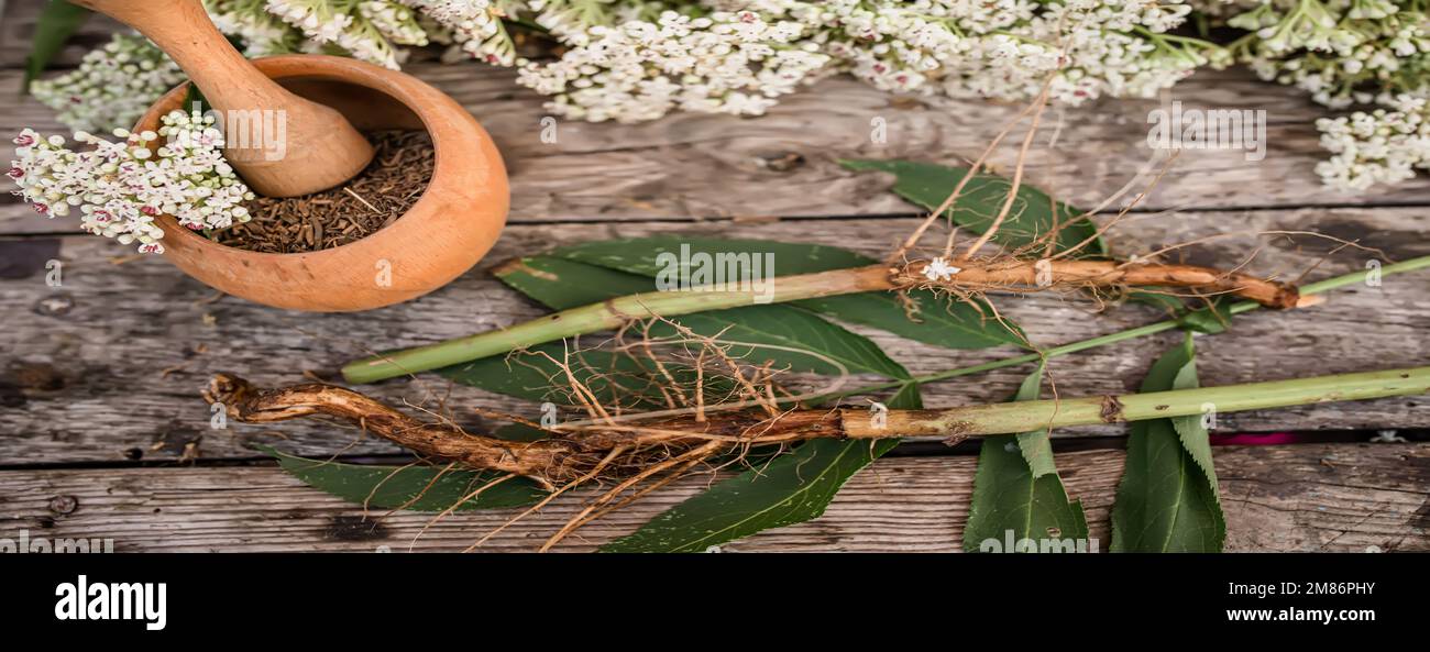 Banner mit älterem Kraut - eine Heilpflanze, die verwendet wird, um Rheuma, Gicht, Tumore, Wunden, und auch als Diuretikum, Diaphoretikum Sambucus ebulus, Stockfoto