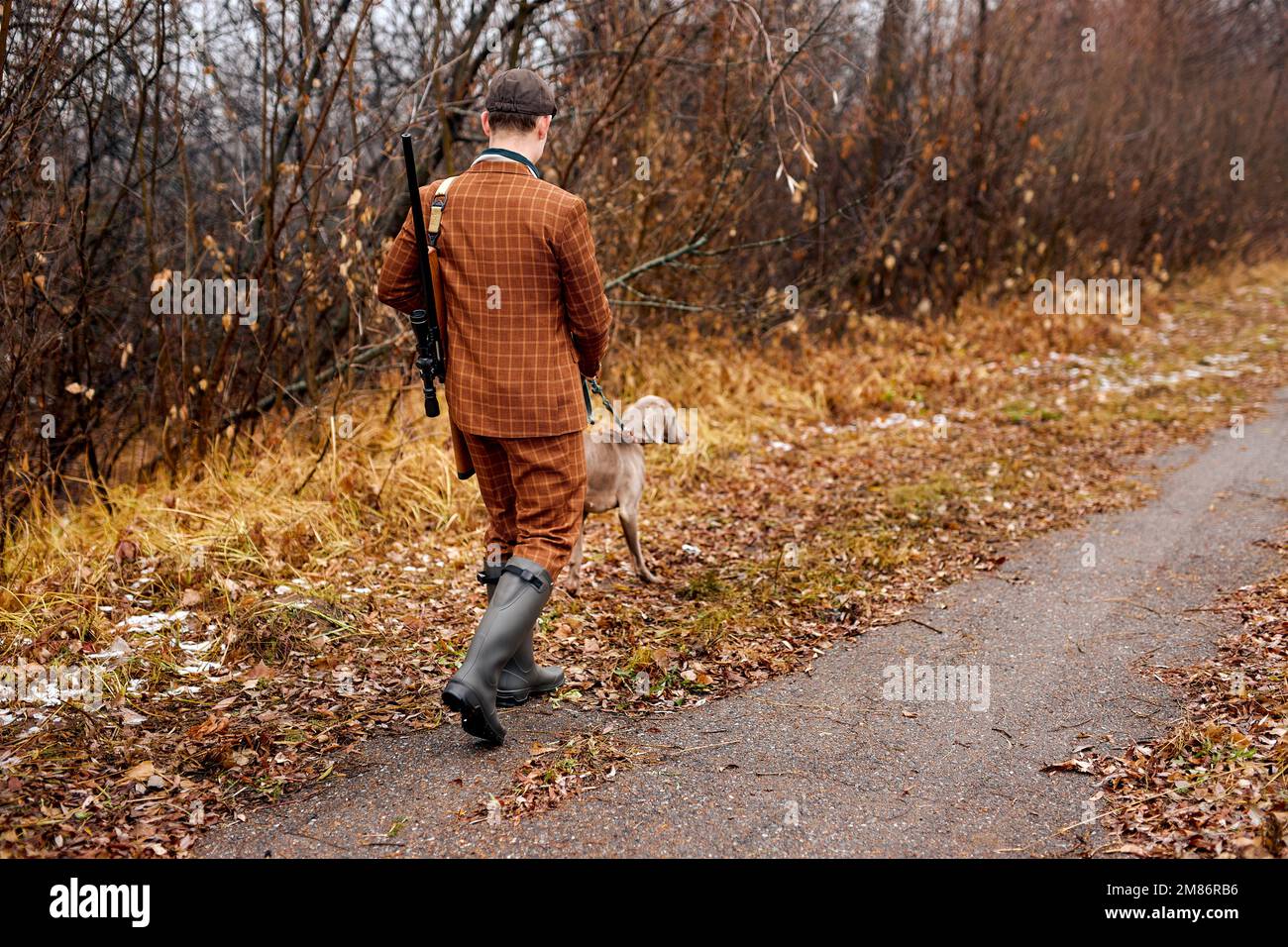Rückblick auf Male Walking mit Hundezucht Weimaraner in der Natur, bevor es zur Jagd geht. Ein Mann mit Hut und Gewehr, der sich im Herbst für die Jagd im Wald bereit macht Stockfoto