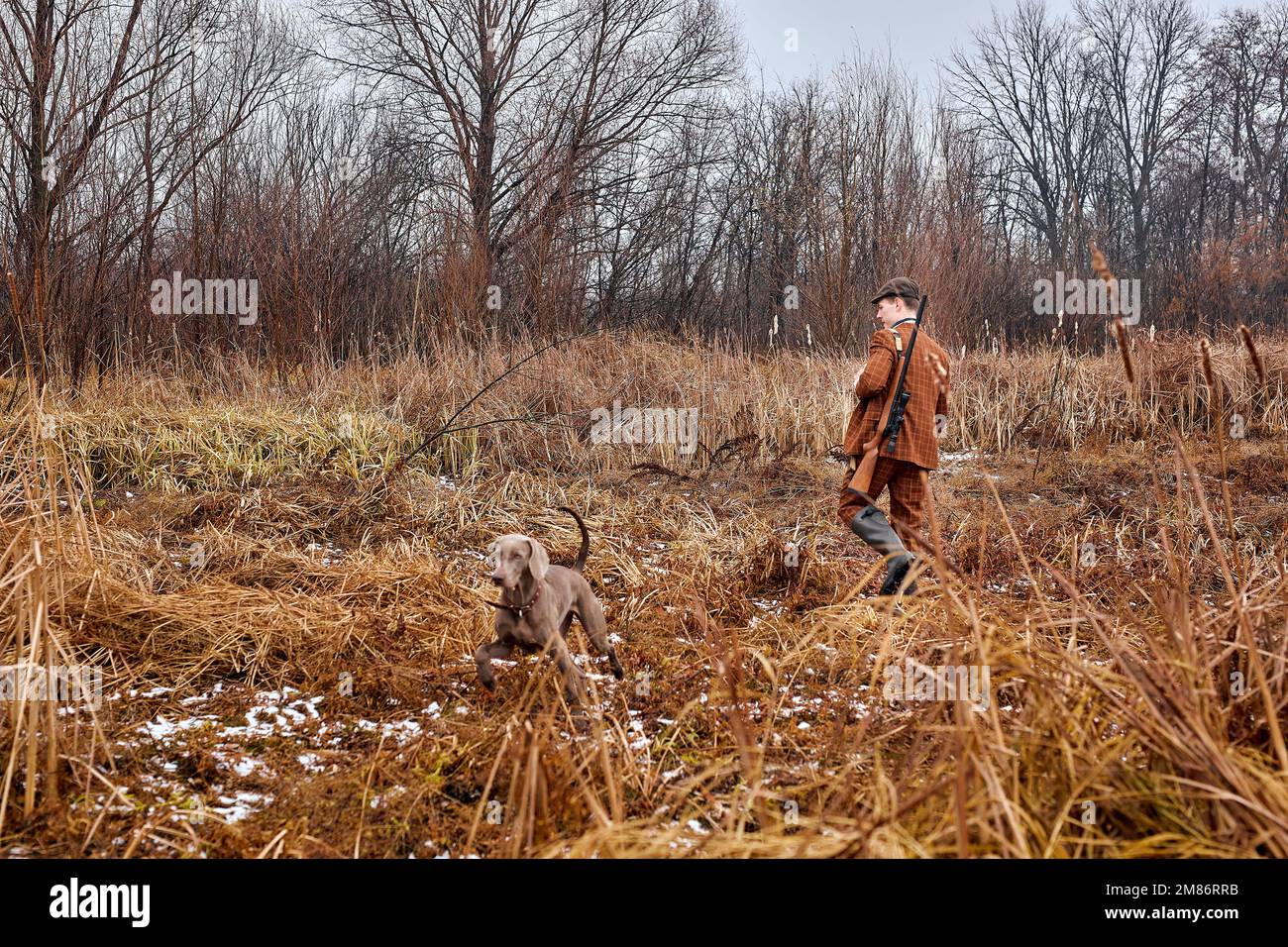 Aufmerksamer Weimaraner Hund läuft auf Herbstwiese mit Jäger Mann Besitzer wartet auf Signal oder Belohnung, auf dem Land. Aktive stark grauen Hund Jagd o Stockfoto