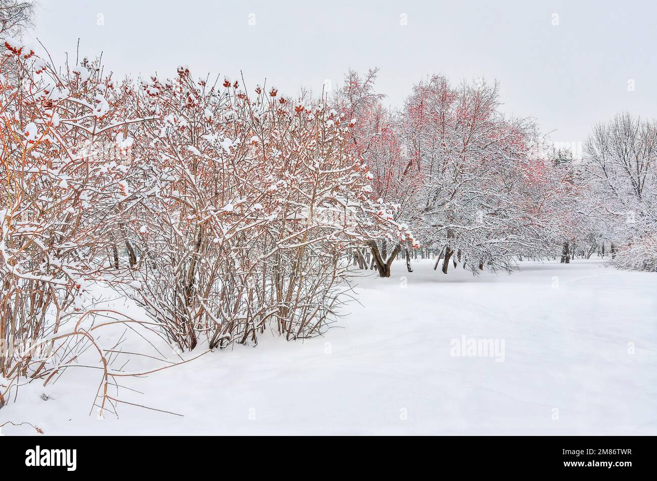 Winterpark mit verschneitem Stadtpark. Schneebedeckter wilder Apfelbaum mit roten Früchten und leuchtenden Büschen auf weissem Schnee unter weißem, bewölktem Himmel. Helle Farben von w Stockfoto