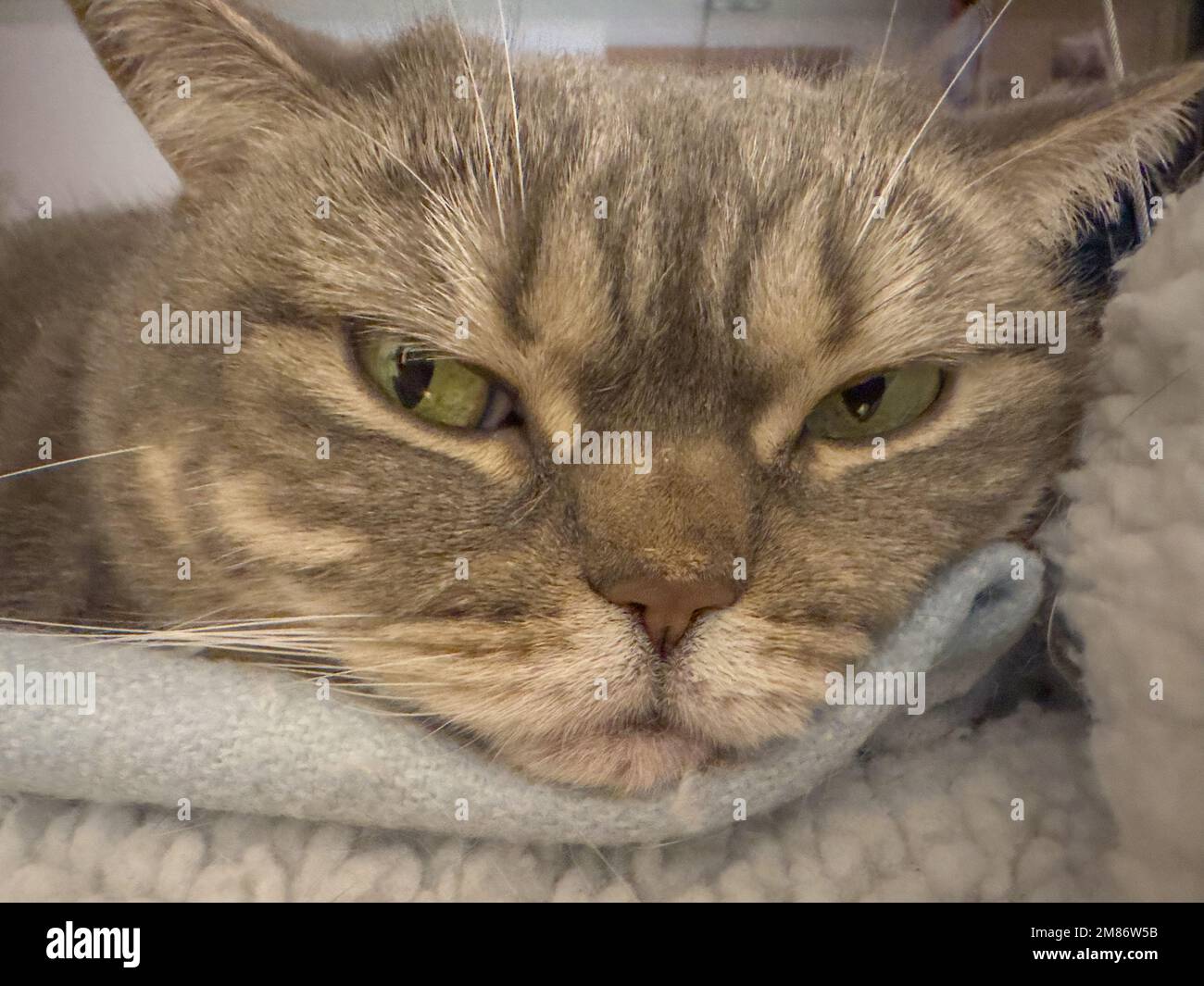 Eine schöne, süße, verschlafene britische Shorthair-Katze, die auf Decken ruht Stockfoto