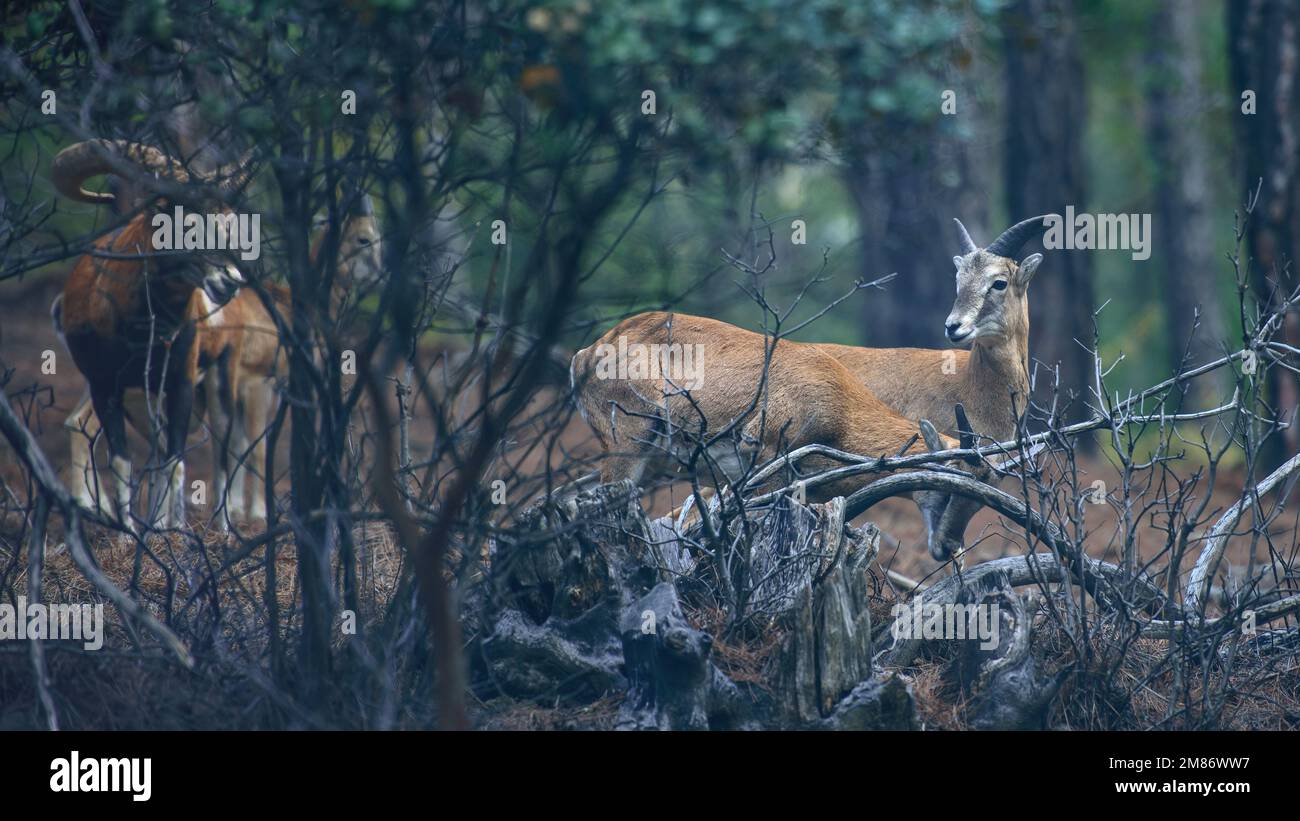 Wilde Zypernmuscheln in ihrem natürlichen Lebensraum im Troodos-Gebirge, Zypern Stockfoto