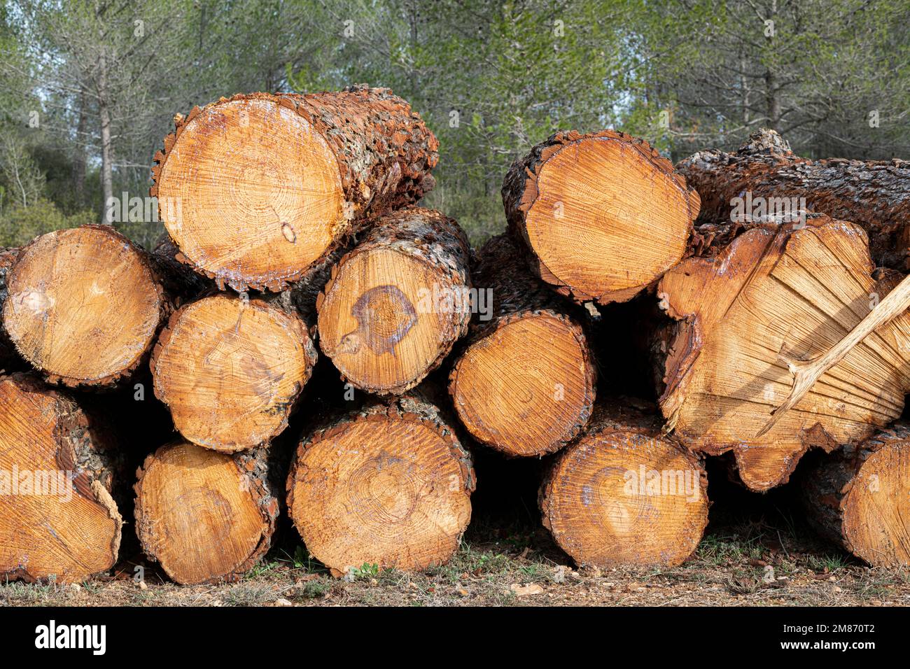 Ein Haufen frisch geschnittener Kiefernbäume, die am Waldrand gestapelt sind Stockfoto