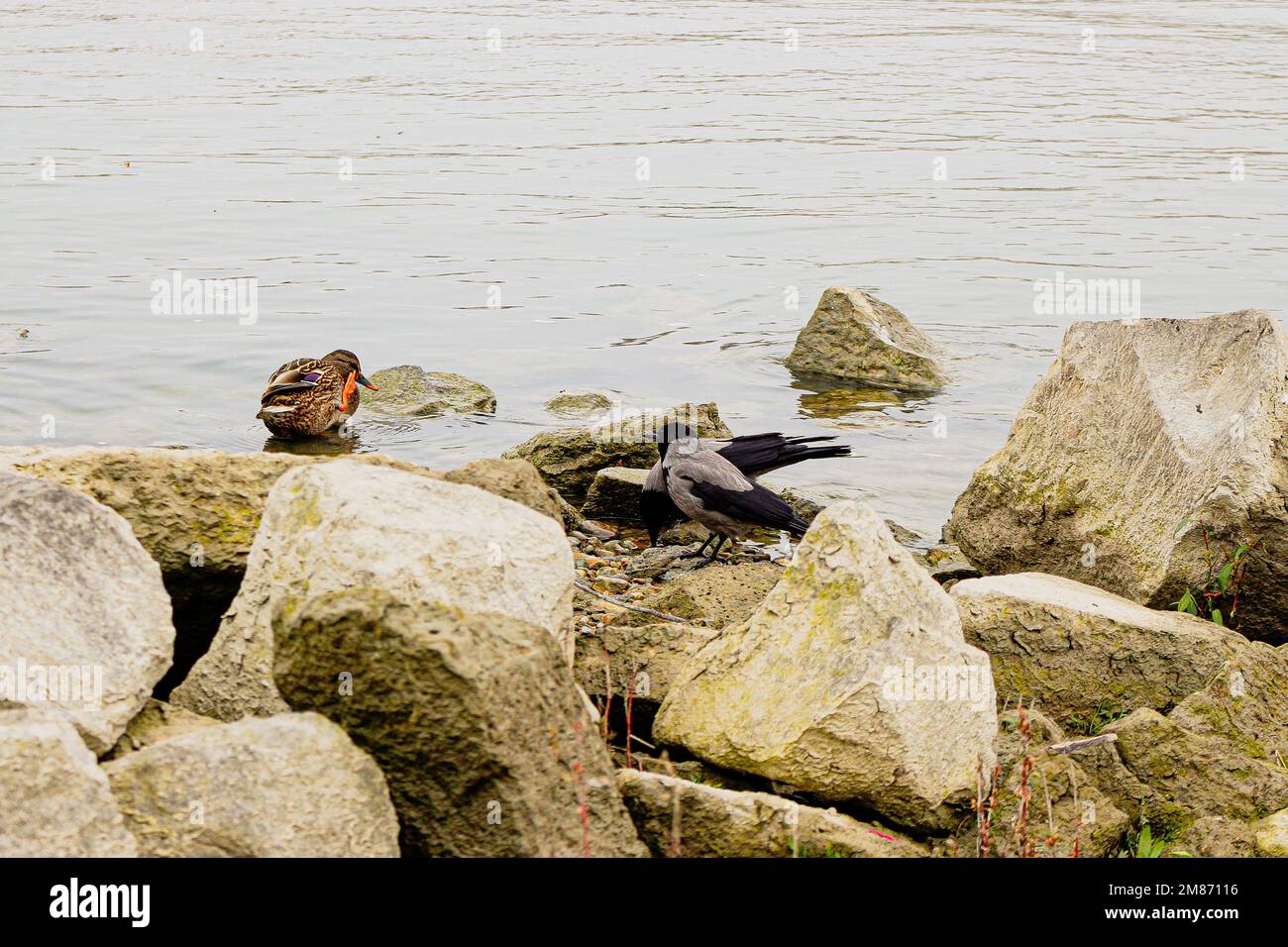 Elstern und eine wilde Ente, die am Flussufer in der Winterlandschaft der Stadt isst. Stockfoto