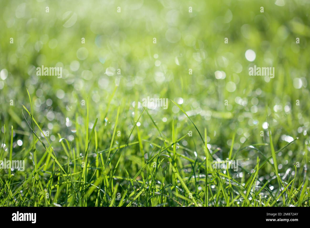 Frisches Gras, Morgentau und Hintergrund mit Bokeh Stockfoto