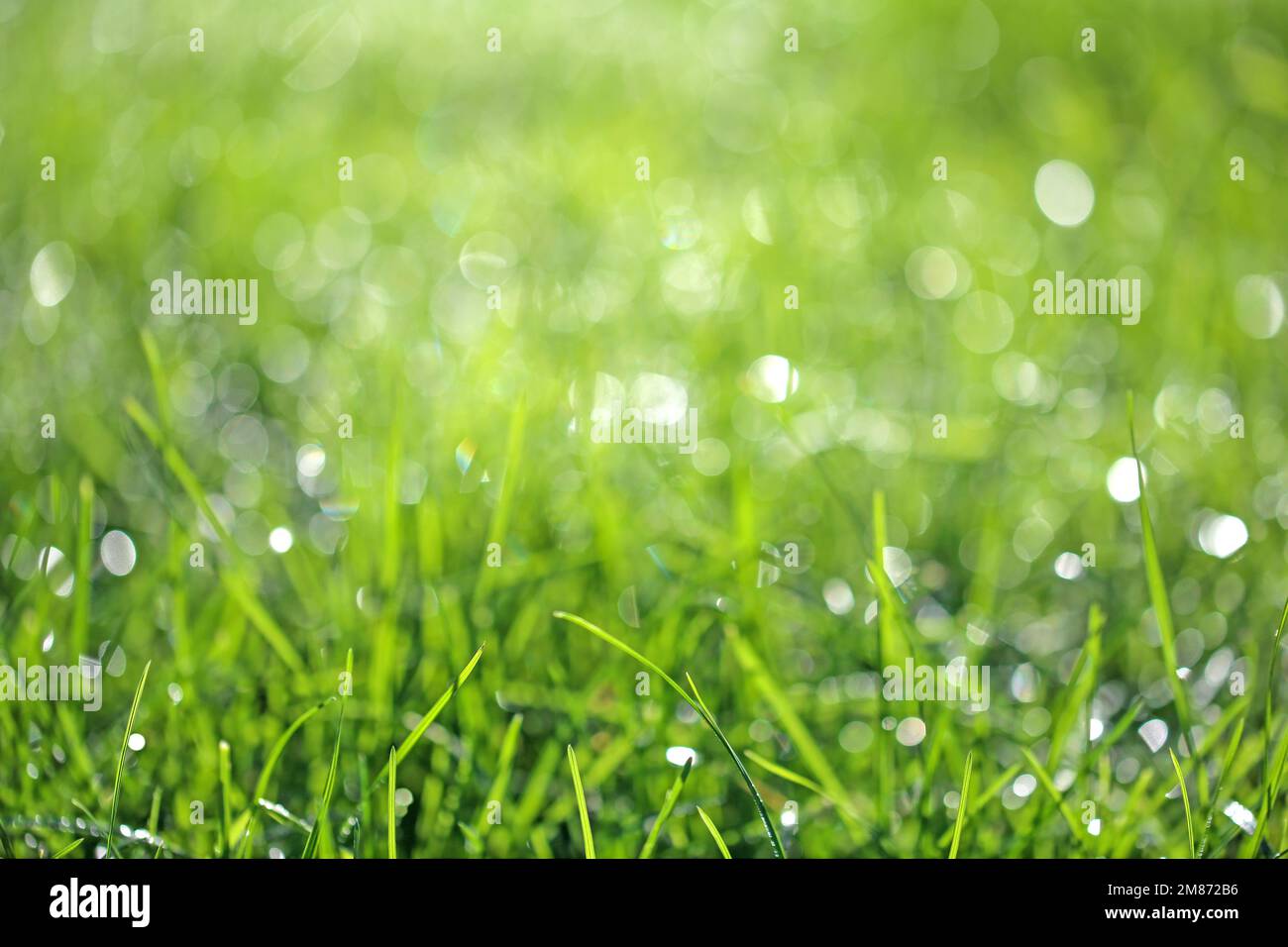 Frisches Gras, Morgentau und Hintergrund mit Bokeh Stockfoto