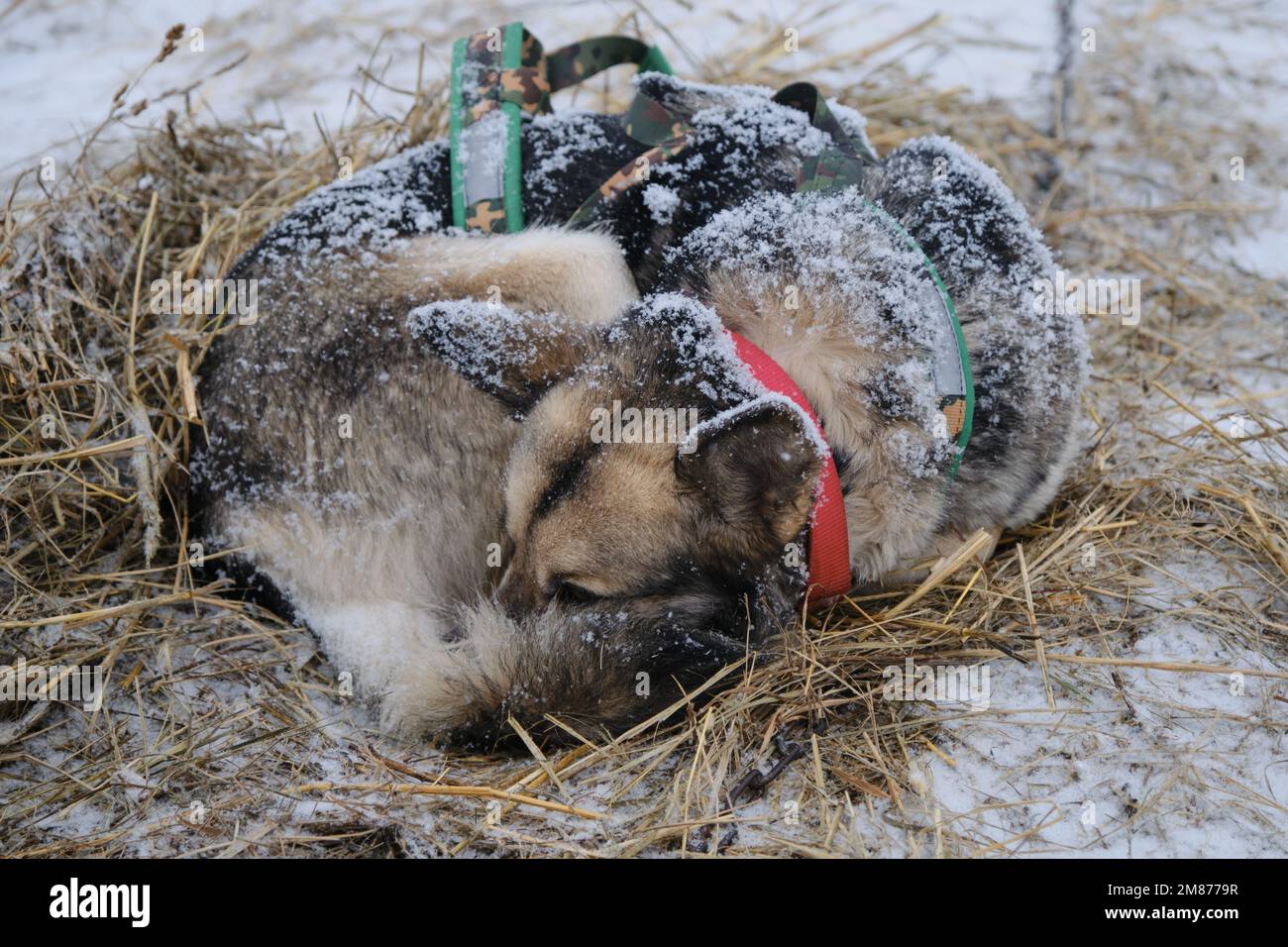 Der graue rote Schlittenhund Alaska Husky schläft im Stroh während des Schneefalls. Machen Sie eine Pause beim Rennen um den halbblütigen Schlittenhund im Norden. Entspannen und Energie sparen Stockfoto