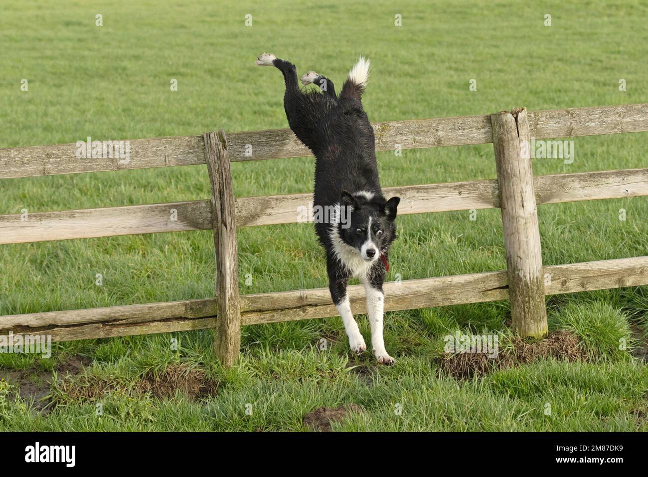 Ein schwarz-weißer Grenzkollie, der kurz davor steht, von einem Zaun zu springen Stockfoto
