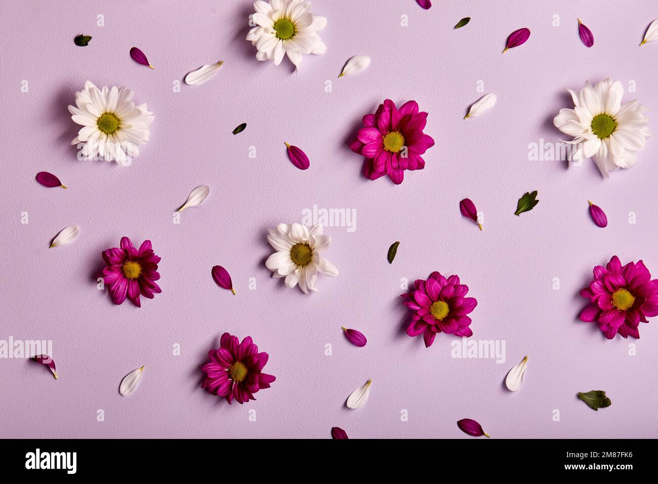 Schöne Blumenzusammensetzung. Chrysanthemen Muster, Frühjahr und Sommer Blumen auf rosa Hintergrund. Flach liegend, Draufsicht, Kopierraum. Blüte, Flora Co Stockfoto