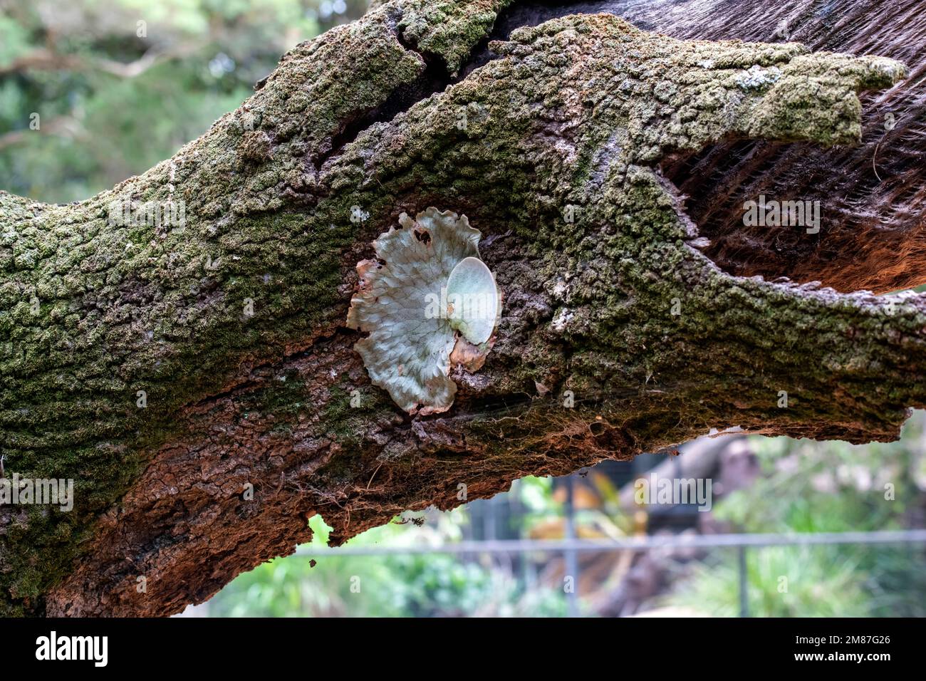Eine unidentifizierte Flechte, die an einem Baum in einem Park in Sydney, NSW, Australien wächst (Foto: Tara Chand Malhotra) Stockfoto