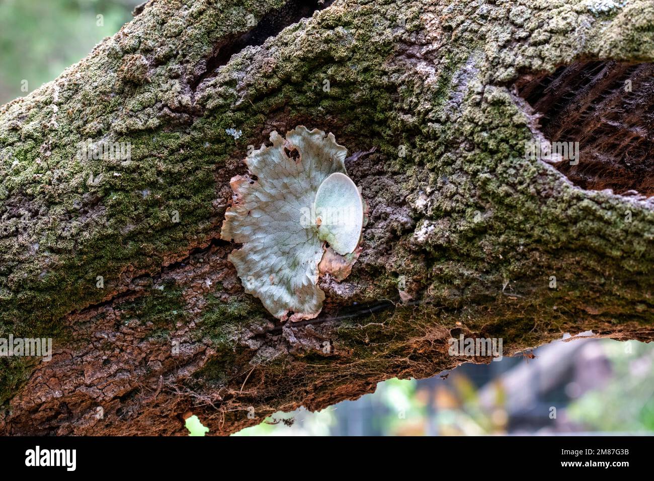 Eine unidentifizierte Flechte, die an einem Baum in einem Park in Sydney, NSW, Australien wächst (Foto: Tara Chand Malhotra) Stockfoto