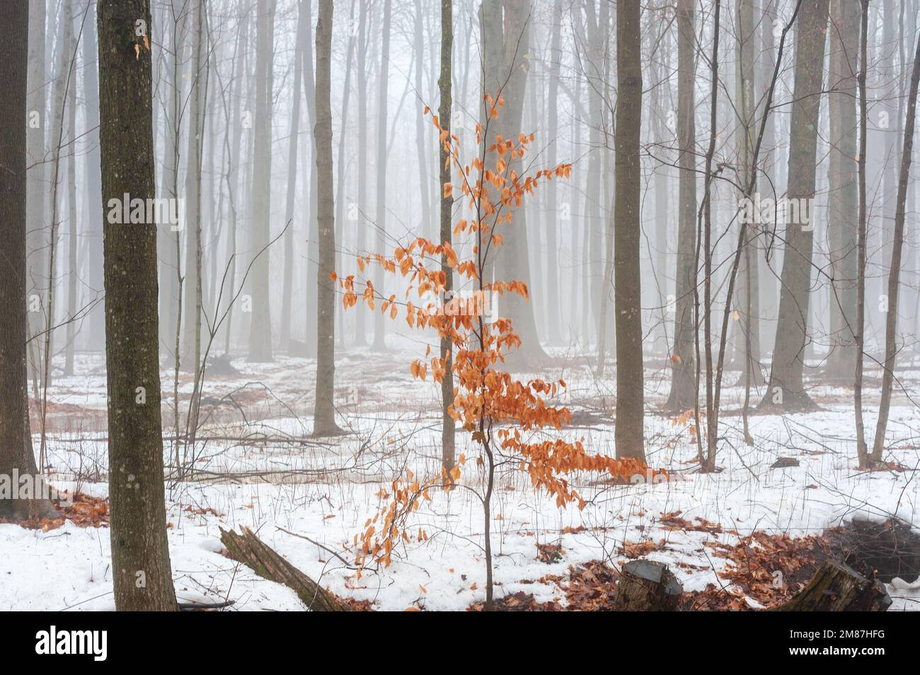 Dicker Nebel im Ahornwald Stockfoto