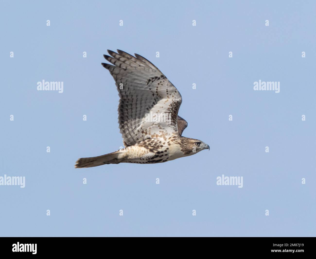 Nahaufnahme eines Rotschwanz-Falken im Flug Stockfoto