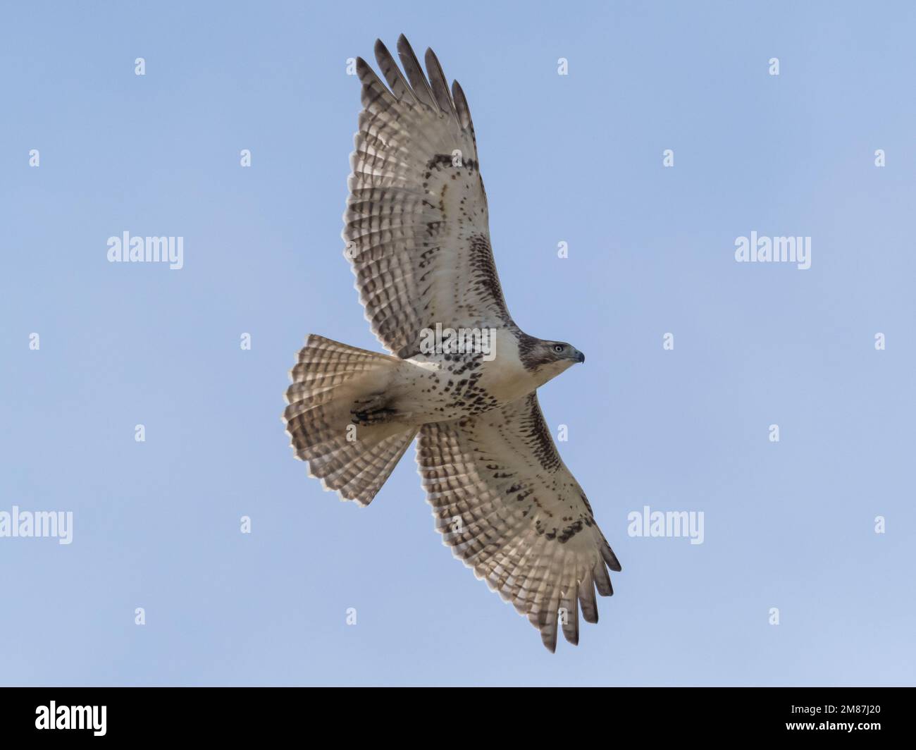 Nahaufnahme eines Rotschwanz-Falken im Flug Stockfoto