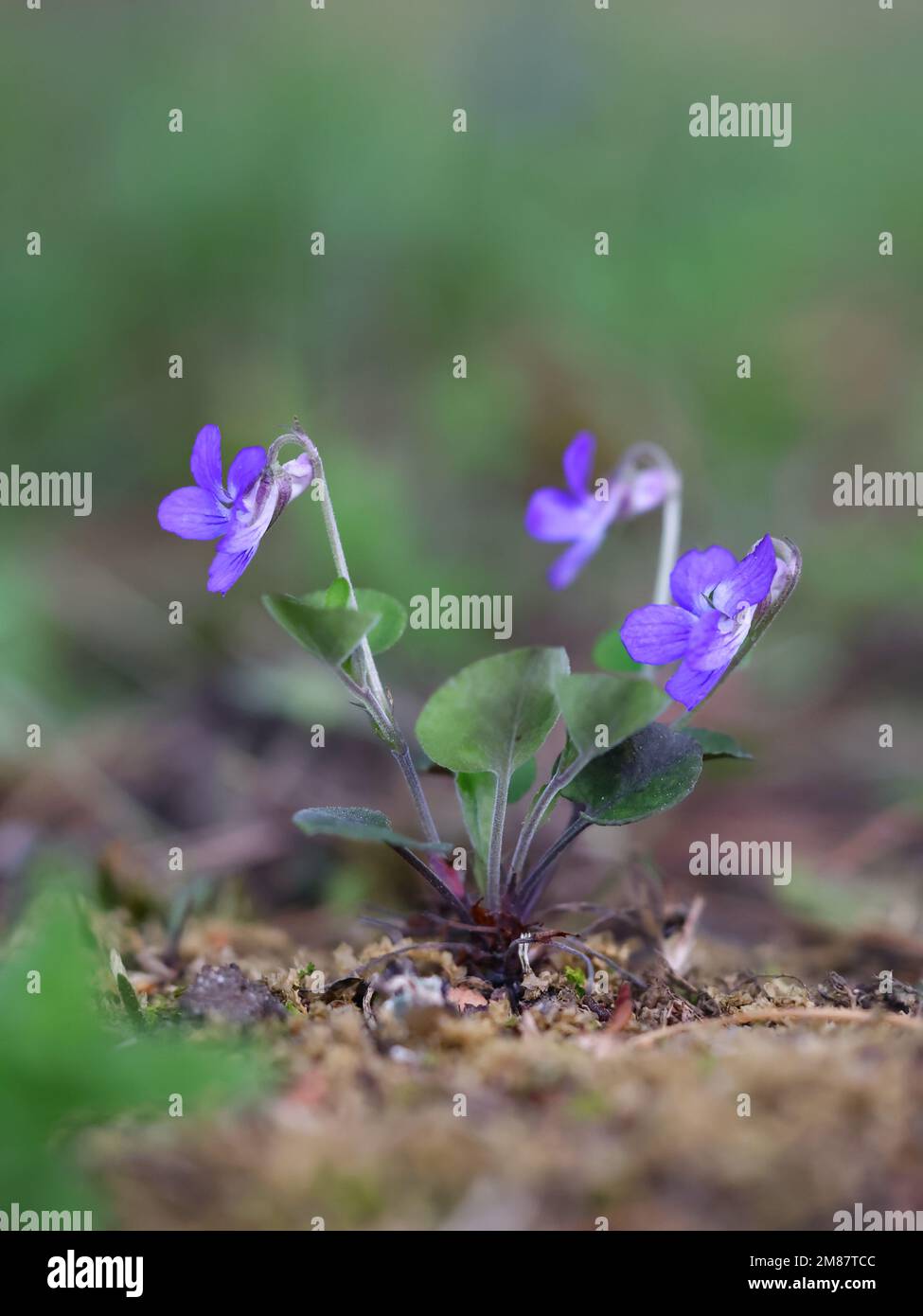 Teesdale Violet, Viola rupestris, wilde Frühlingsblume aus Finnland Stockfoto