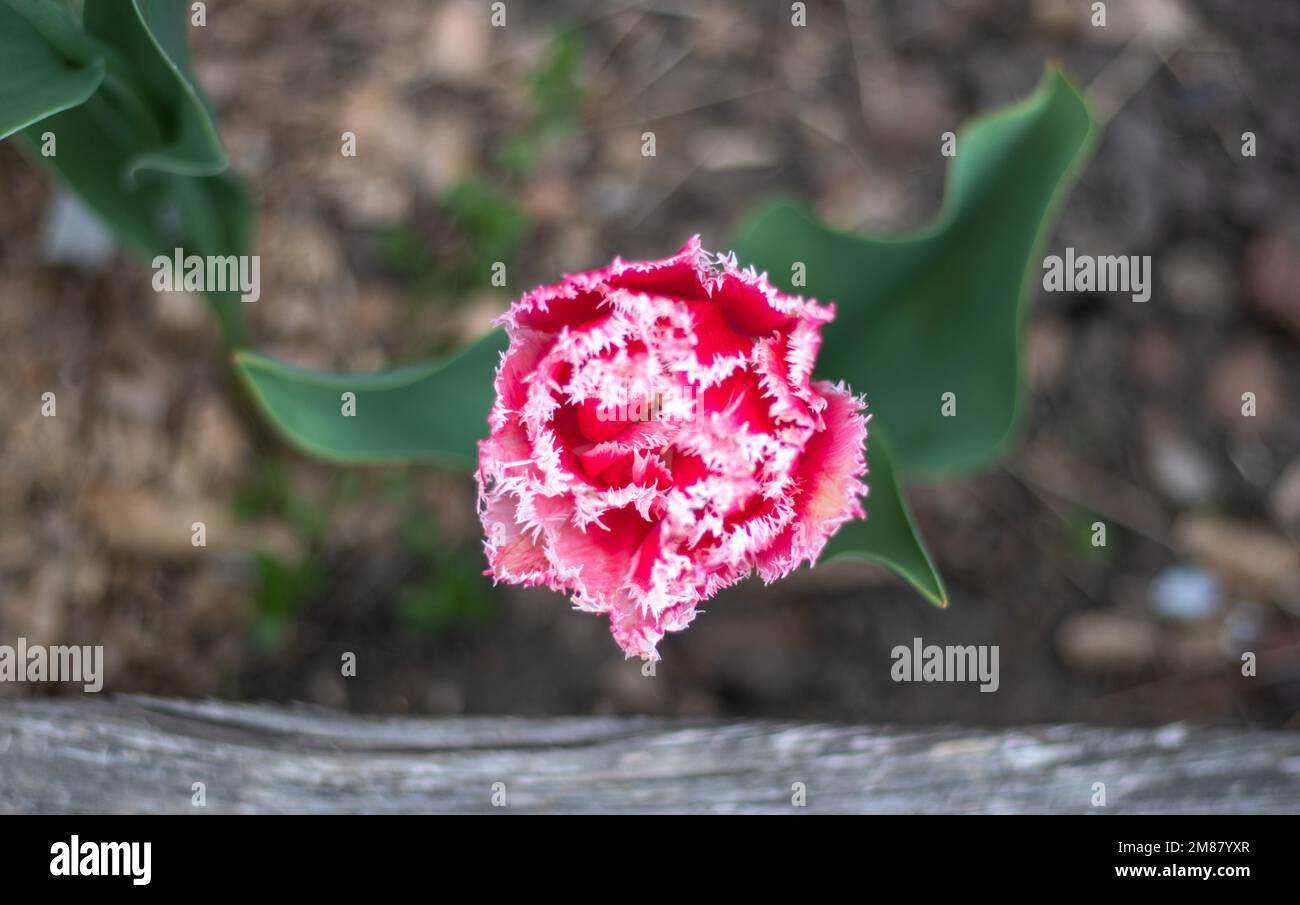 Frische Single Tulip Brest Terry Fringe. Blühende Tulpenbrust, Typ gesäumt. Draufsicht, flach liegend. Selektiver Fokus einer rosa oder lila Tulpe im Stockfoto