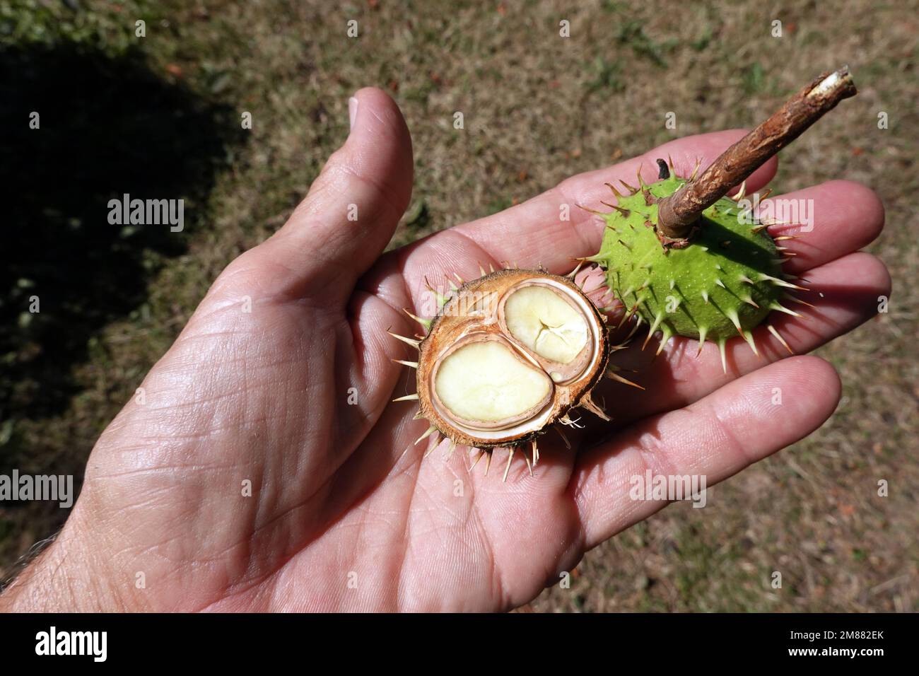 Kastanie (Aesculus hippocastanum) mit einer Zwillingsfrucht auf einer Handfläche Stockfoto