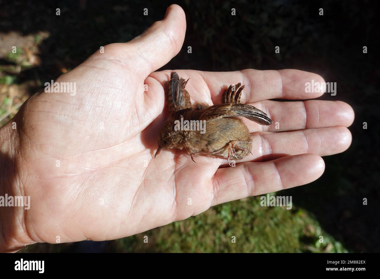 toter Zaunkönig (Troglodytes troglodytes) auf einer Hand Stockfoto