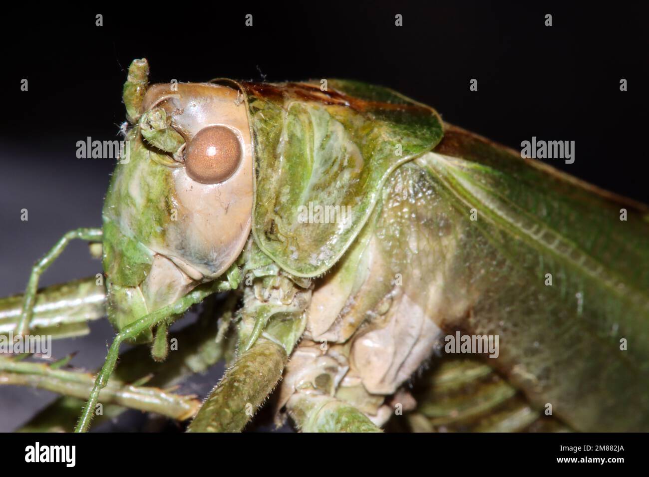 Totes Grünes Heupferd (Tettigonia viridissima) Stockfoto