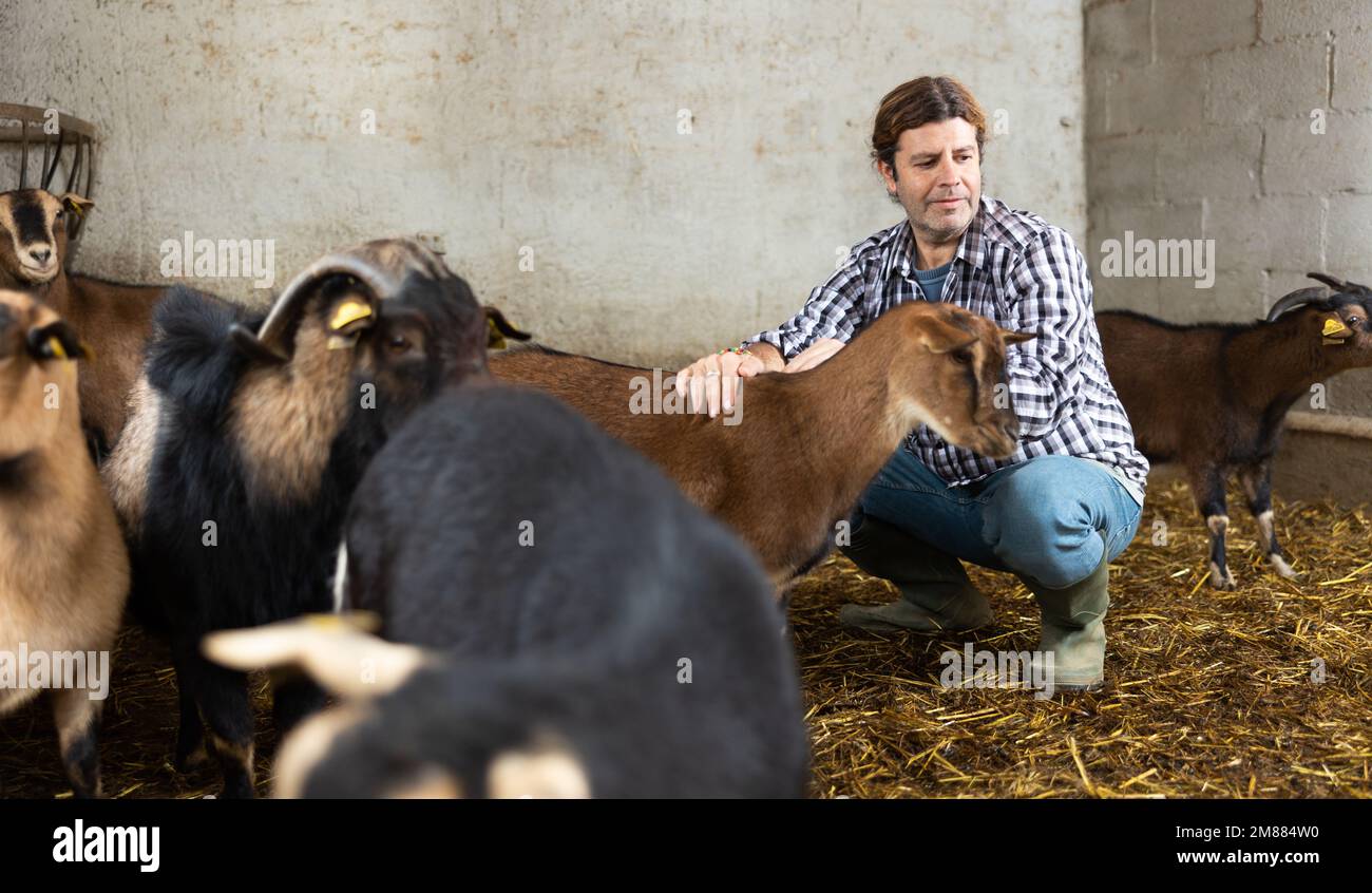 europäischer Landarbeiter mittleren Alters, der Ziegen füttert Stockfoto