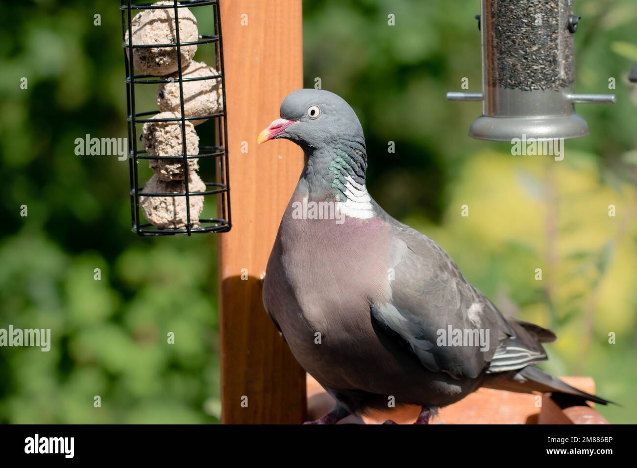 Holztaube im Hausgarten auf Vogelfütterung, die süße Fettbällchen isst Stockfoto